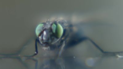 La mosca | ViX