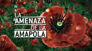 La amenaza de la amapola