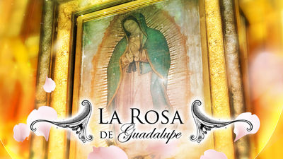 La Rosa de Guadalupe | ViX