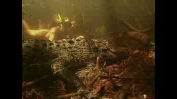 Aguas del pantano de Florida