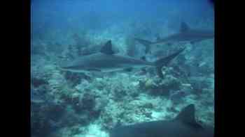 Tiburones de arrecife