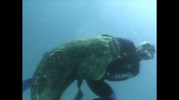 Mamut marino