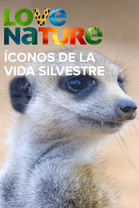 Íconos De La Vida Silvestre