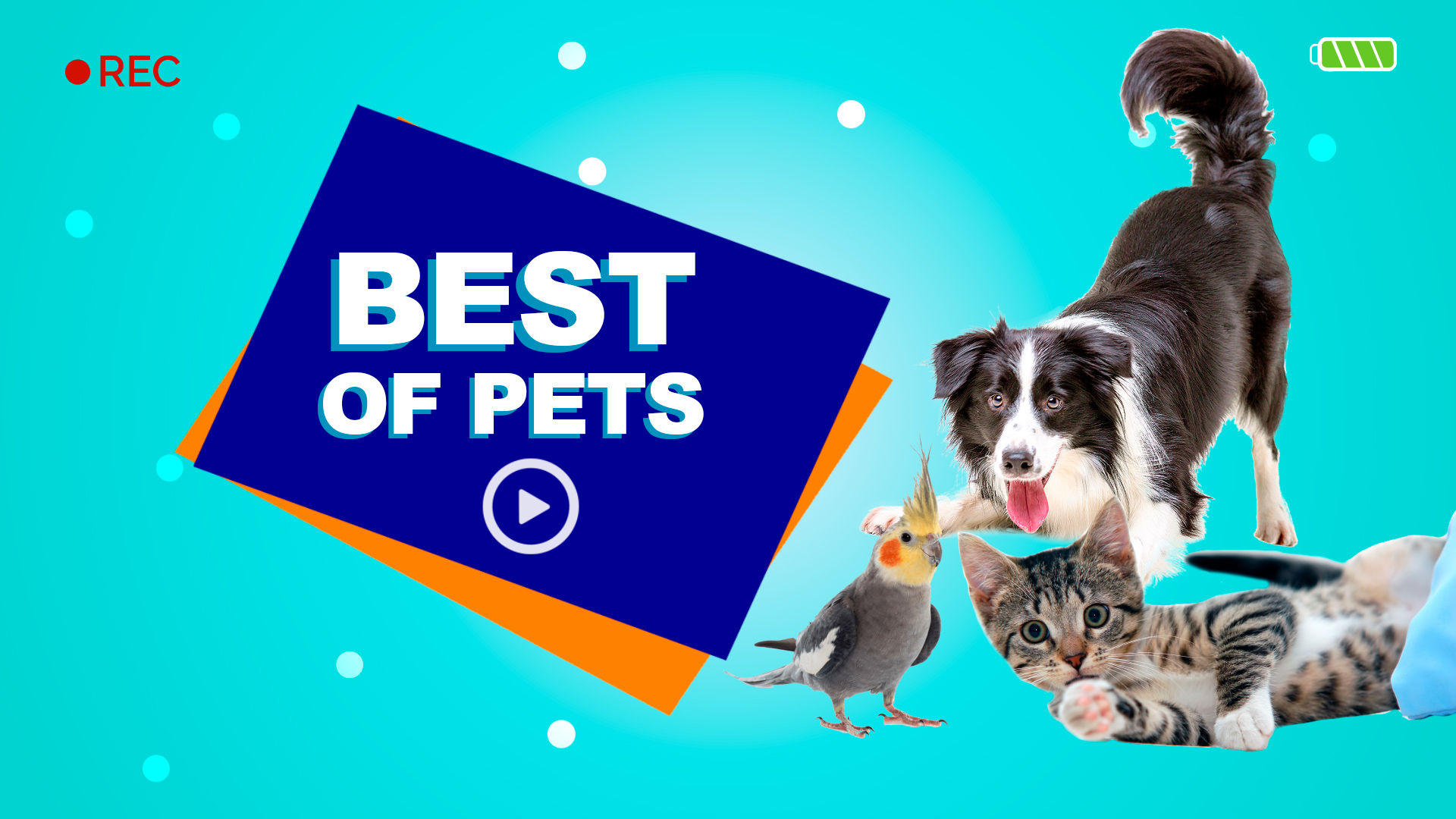 Ver Best Of Pets, Capítulo 10 Temporada 1 Por ViX