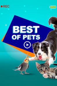 Best Of Pets | ViX