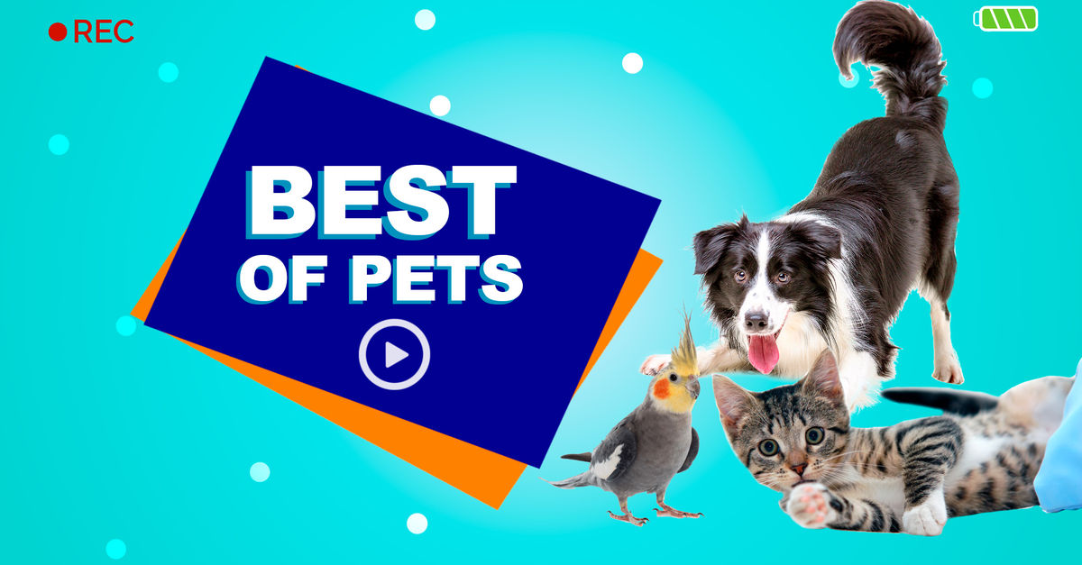 Ver Best Of Pets, capítulo 35 temporada 1 por ViX