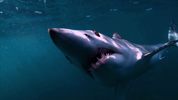 Tiburones