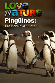 Pingüinos: El Chaplin Africano