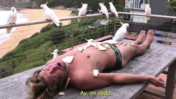 Alimento para aves
