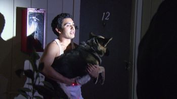 Perro