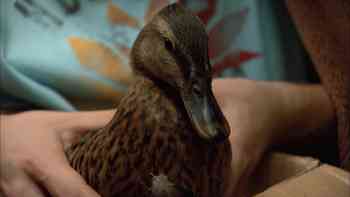 El tripulante de honor