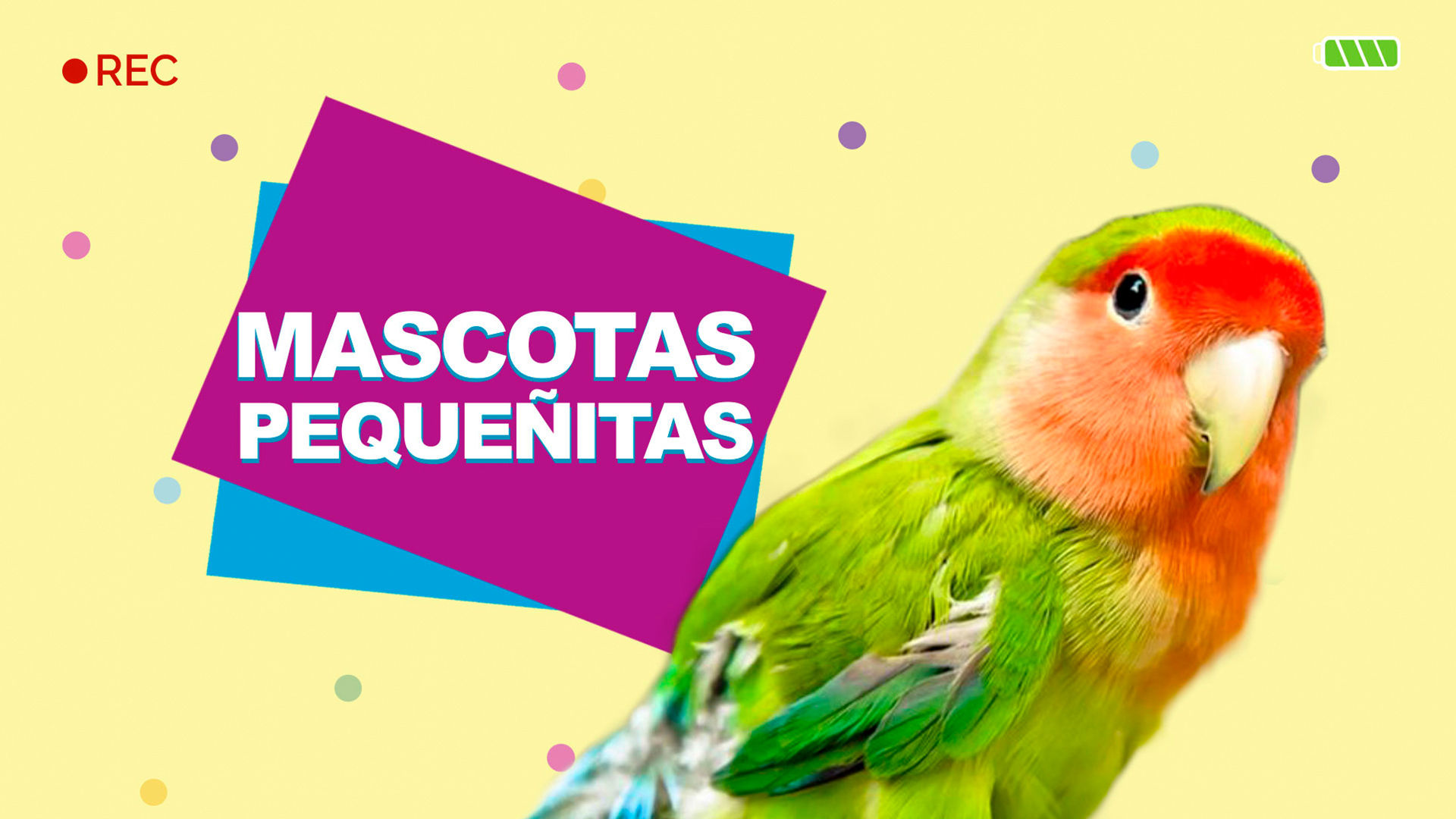ver-mascotas-peque-itas-cap-tulo-1-temporada-1-por-vix