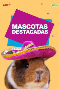 Mascotas Destacadas