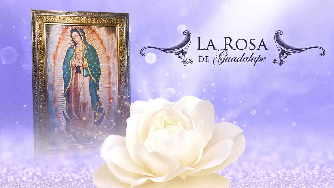 La Rosa de Guadalupe | ViX