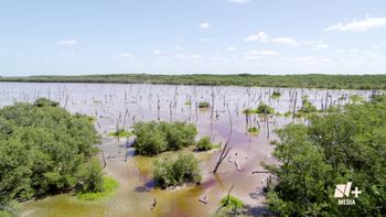 Bosques azules, los sepultureros del CO2