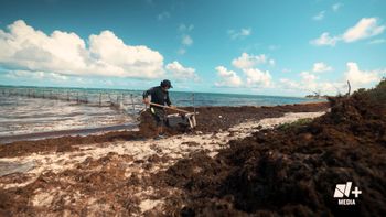 Sargazo: La marea dorada
