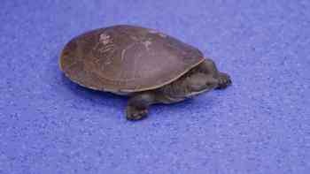 Inundación de pacientes