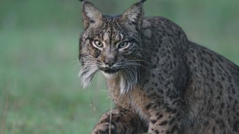 Dehesa - Bosque del Lince Ibérico