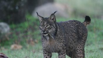 Dehesa - Bosque del Lince Ibérico