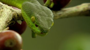 Las serpientes más letales de Asia