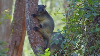 Canguros arborícolas: Los fantasmas del bosque