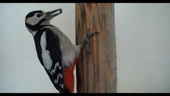 Amigos emplumados: La vida secreta de los pájaros de jardín