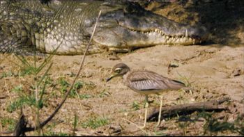 Combinaciones locas: las relaciones más extrañas de la naturaleza