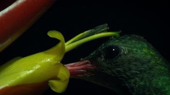 Redes de la naturaleza