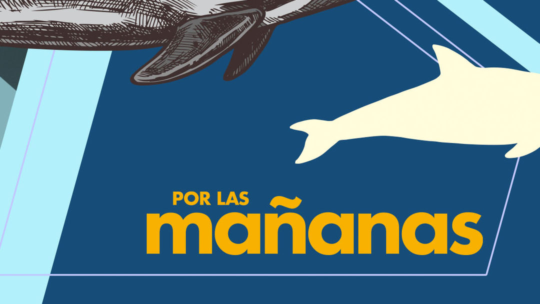 Cuenta regresiva hacia la extinción: Vaquita Marina | ViX