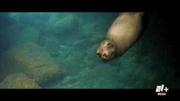 Avistando especies que están desapareciendo