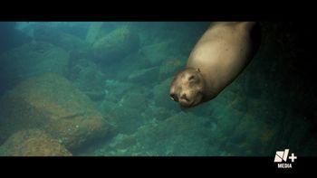 Avistando especies que están desapareciendo