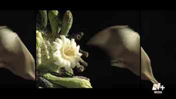 La invasión de las especies exóticas