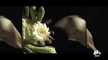 La invasión de las especies exóticas