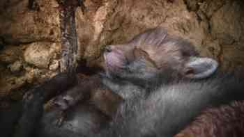 Guarderías de la naturaleza