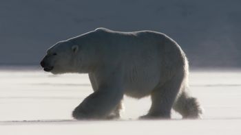 Noche polar