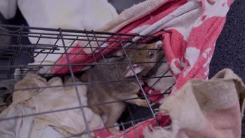 Animales abandonados