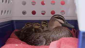 Equipo de patos