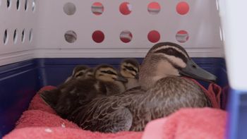 Equipo de patos