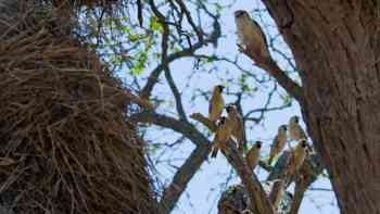 ¿Cómo conviven los animales?