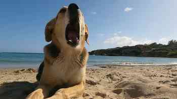 Fauna alrededor del parasol