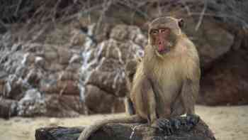 Los macacos buceadores de Tailandia