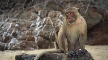 Los macacos buceadores de Tailandia