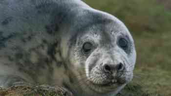 Focas grises: un viaje de supervivencia