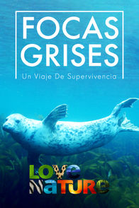 Focas grises: un viaje de supervivencia