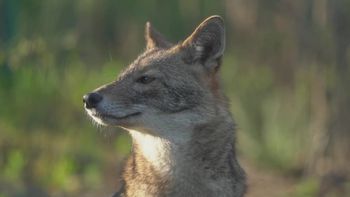 Perros inesperados