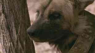 Los perros se unen