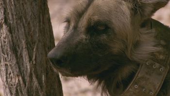 Los perros se unen