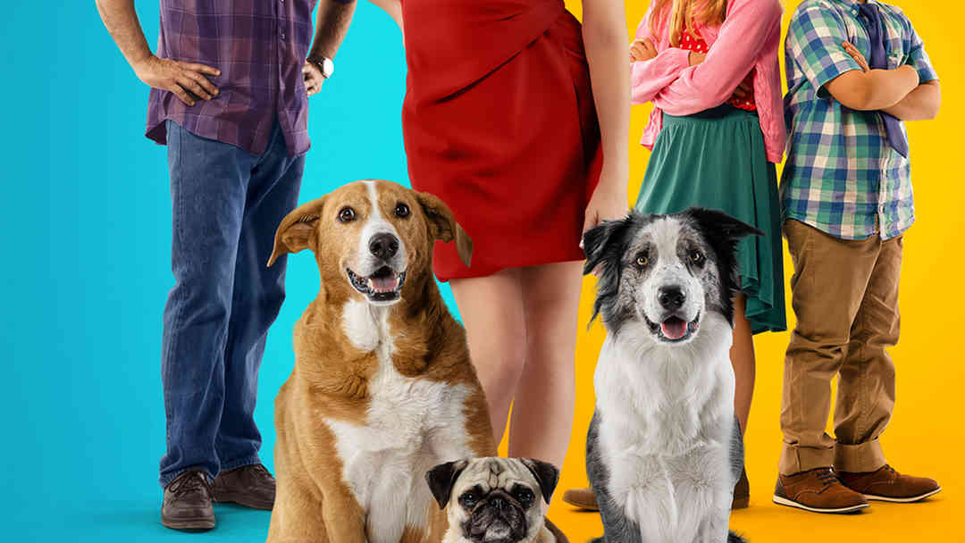 Junkyard Dogs | ViX