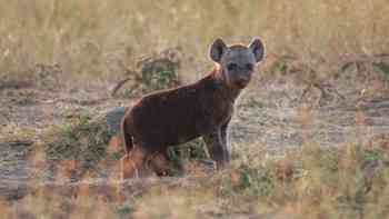 Dueños de la muerte, guardianes de la vida