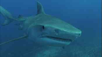 Cuando atacan los tiburones